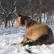 stud�, stud�