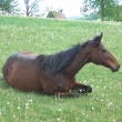 siesta po ob�d�